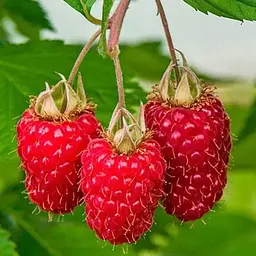 Малина Agro-Market "Саня" (середньоранній термін дозрівання) 1-річний саджанець (189477) 1 шт в упаковці