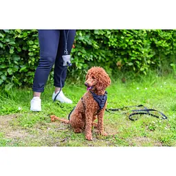 Шлея Trixie CityStyle H-harness для собак бавовна L-XL 75-120 см 25 мм чорний - мініатюра 8