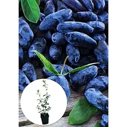 Саджанець Agro-Market Жимолость Вітамінна (ранній термін дозрівання, має високу стійкість до захворювань) 1 шт. в упаковці (19928) - мініатюра 2