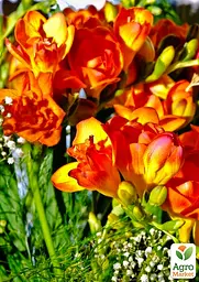 Фрезія махрова "Orange" 5 шт (39528) - мініатюра 3