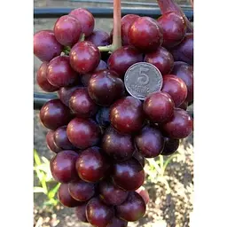 Саджанець Agro-Market Виноград Подарунок Несветая (сверхранній термін дозрівання, морозостійкість висока до -25⁰С) 1 шт. в упаковці (36289) - мініатюра 3