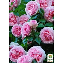 Троянда англійська Agro-Market плетиста Pierre de Ronsard саджанець класу АА+ вищий сорт 1 шт. в упаковці (181418) - мініатюра 2