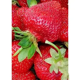 Саджанець Agro-Market Полуниця Зенга Зенгана (Senga Sengana) 5шт (середньо-пізній термін дозрівання) (40395) - мініатюра 5