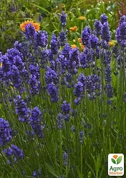 Саджанець Agro-Market Лаванда Гібридна Sentivia Blue Scent (133757) - мініатюра 3