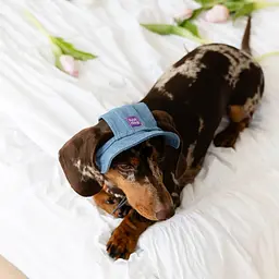 Панама для собак Hat-Dog Джинс (S) - мініатюра 5