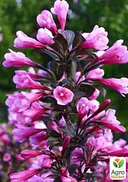 Саджанець Agro-Market Вейгела Nana Purpurea (Краснолиста) (103559) - мініатюра 2