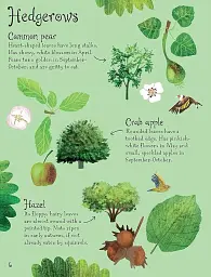 Trees to Spot. Usborne Minis - мініатюра 5
