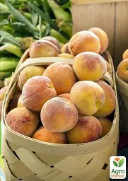 Саджанець Agro-Market Персик Золотий Ювілей (літній сорт, середньостиглий термін дозрівання) 1 шт. в упаковці (15916) - мініатюра 2