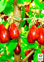 Саджанець Agro-Market Кизил Видубицький (середній термін дозрівання, великоплідний сорт) 1 шт. в пакуванні (35873) - мініатюра 2