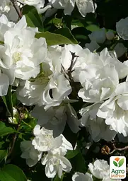 Жасмин гібридний садовий (чубушник) "Bouquet Blanc" С2 (175126) 1 саженец - мініатюра 4