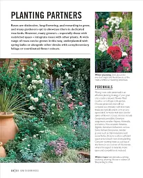 Grow Roses. Essential Know-how and Expert Advice for Gardening Success - мініатюра 7