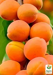 Саджанець Agro-Market Абрикос колоноподібний Голд (середній термін дозрівання) 1 шт. в упаковці (178846) - мініатюра 2