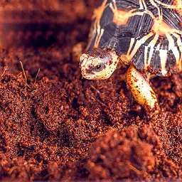 Тропічний субстрат Komodo Tropical Terrain 6 л (U46015) для терраріумів із високою вологістю - мініатюра 8