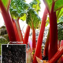Ревінь (Зипер) ТМ "Весна" 1,5г (50033)