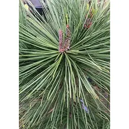 Саджанець Agro-Market Сосна Джеффрі Pinus Jeffreyi (горщик P9) 1 шт. в упаковці (176503) - мініатюра 2