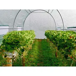 Парник-теплиця Kontrast 10 m² 400x250 см - мініатюра 9