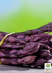 Саджанець Agro-Market Спаржа Rosalie F1 делікатесна (гібрид фіолетової спаржі) Корневище 1 шт. в упаковці (52858) - мініатюра 2