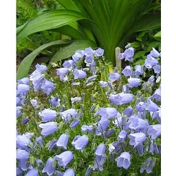 Цибулина Agro-Market Кампанула Jingle Blue (183655) 1 шт. - мініатюра 2
