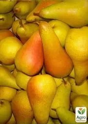 Саджанець Agro-Market Груша сонячного кольору Медова насолода (Honey pleasure) (преміальний, високоврожайний, соковитий сорт) 1 шт. в упаковці (47679) - мініатюра 2