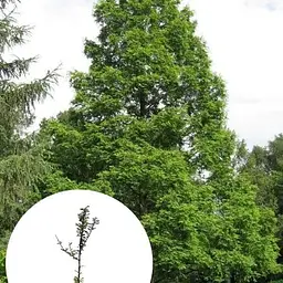 Метасеквоя китайська Agro-Market 5-річна Glyptostroboides С5 висота 70-90 см 183886 1 саджанець в упаковці