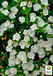 Саджанець Agro-Market Калібрахоа Neo Double White Elegance (контейнер №10, висота 10-15 см) 1 шт. в упаковці (177107) - мініатюра 2