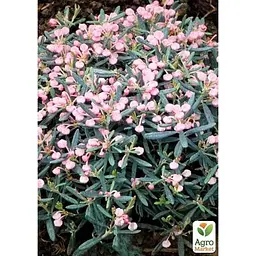 Саджанець Agro-Market Андромеда багатолиста Блю Айс контейнер С1 (50686) 1 шт. в упаковці - мініатюра 2