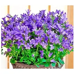 Цибулина Agro-Market Кампанула квітуча Isophylla Violet (178713) 1 шт. - мініатюра 4