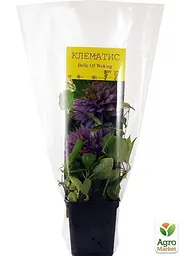 Саджанець Agro-Market Клематис Belle of Working (38435) - мініатюра 2