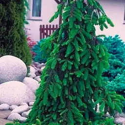 Ялиця Віча Agro-Market Pendula ком/сітка висота 160-180 см 188450 1 саджанець в упаковці