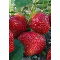 Саджанець Agro-Market Полуниця Розана Київська 5шт (ранній термін дозрівання, сорт з підвищеною зимостійкістю) (25712) - мініатюра 4