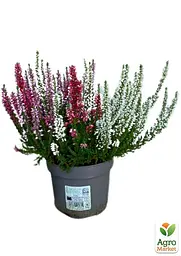 Саджанець Agro-Market LMTD Верес 2-х річний Tricolor Carnaval (20-30см) (167047) - мініатюра 2