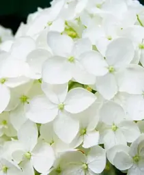 Гортензія Agro-Market Bright White крупнолиста біла 1 саджанець в упаковці (44818) - мініатюра 2