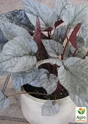 Саджанець Agro-Market Бегонія королівська REX Silver Leaves кімнатна 20-30 см 1 шт. в упаковці (182999) - мініатюра 2