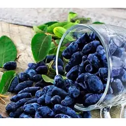 Саджанець Agro-Market Жимолість Гордість Бакчара (середній термін дозрівання, великоплідний сорт) 1 саджанець (43973) - мініатюра 2