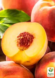 Саджанець Agro-Market Персик Посол Миру (літній сорт, середній термін дозрівання) 1 шт. в упаковці (25773) - мініатюра 2