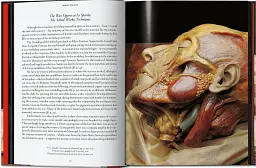 Anatomical Waxes. 45th Edition - мініатюра 4