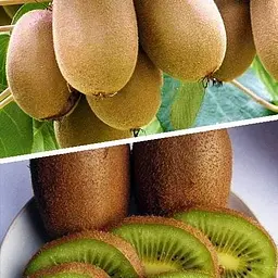 Саджанець Agro-Market Ківі (Хейворд + Мальбек) 2 в 1 хлопчик + дівчинка 2 саджанця (23607) - мініатюра 2