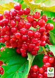 Саджанець Agro-Market Калина червона 1 шт. в пакуванні (15973) - мініатюра 2