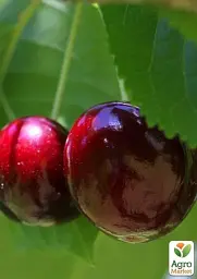 Саджанець Agro-Market Черешня Бичина (літній сорт, середній термін дозрівання) 1 шт. в упаковці (25906) - мініатюра 2