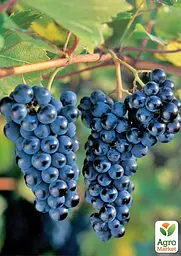 Саджанець Agro-Market Виноград Маркетт (винний сорт, хворобостійкий, морозостійкий) 1 шт. в пакуванні (178202) - мініатюра 2