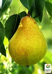 Саджанець Agro-Market Груша Жозефіна (зимовий сорт, пізній термін дозрівання) 1 шт. в упаковці (39891) - мініатюра 3