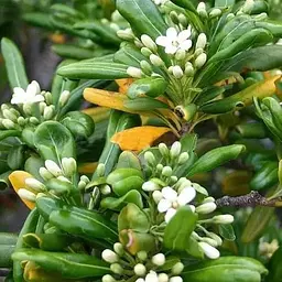 Лавр Австралійський "Pittosporum Tobira" (вічнозелений високі декоративні якості) (183870) 1 саженец