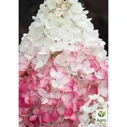 Саджанець Agro-Market Гортензія 3-х річна волотиста Strawberry Blossom (183342) 1 шт. в упаковці - мініатюра 2