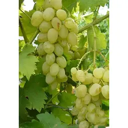 Саджанець Agro-Market Виноград Княгиня Ольга (середній термін дозрівання, ягоди можуть зберігатися до Нового року без зміни смаку) 1 шт. в упаковці (25531) - мініатюра 4