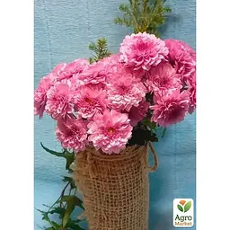 Саджанець Agro-Market Хризантема мультифлора куляста Diva Rose (176486) 1 шт. в упаковці - мініатюра 2