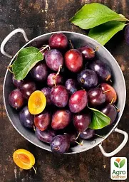 Саджанець Agro-Market Слива Президент (осінній сорт, пізній термін дозрівання) 1 шт. в упаковці (20942) - мініатюра 3