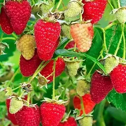 Малина Agro-Market "Рубинове намисто" (ремонтантний крупноплідний, зимостійкий сорт) 1-річний саджанець (189510) 1 шт в упаковці
