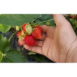 Саджанець Agro-Market Полуниця Вікторія 5шт (ремонтантний сорт) (37303) - мініатюра 8