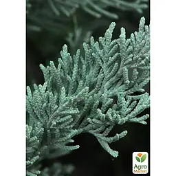 Саджанець Agro-Market Ялівець скельний Moonglow С10, висота 110-130 см (176726) - мініатюра 2