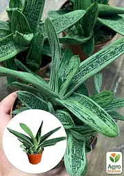 Саджанець Agro-Market Гастерія Little Warty кімнатна 15-25 см 1 шт. в упаковці (182633) - мініатюра 2